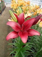 [5081 Red Rock No01.JPG]